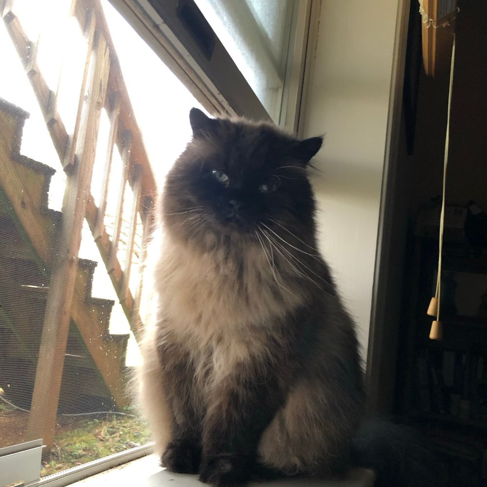 A Himalayan cat sitting on a windowsill 