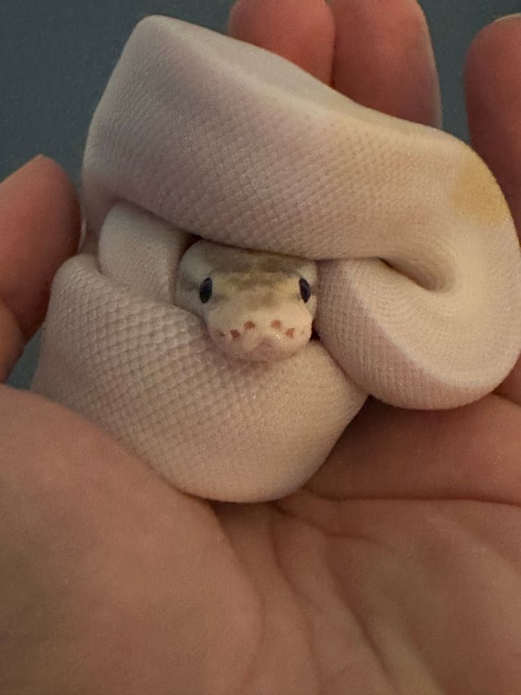 Baby white ball python in my hand, balled up like a swirl 