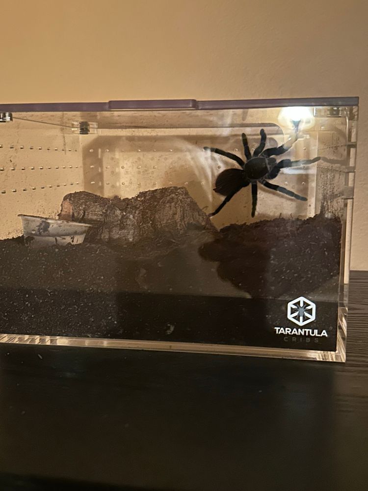 Red rump tarantula exploring its new housing 
