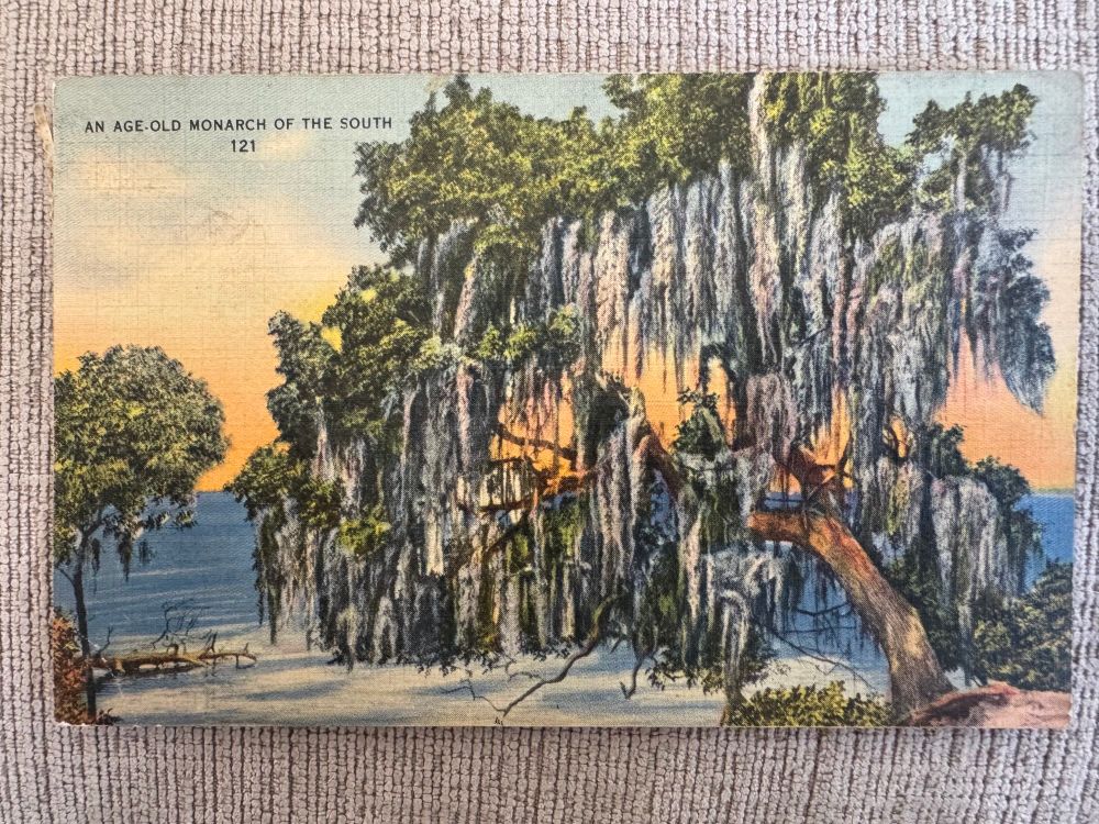 Live Oak covered in spanish moss 