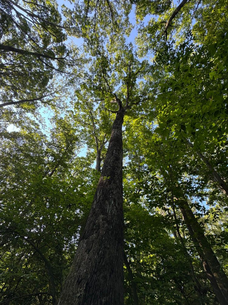 quercus alba 