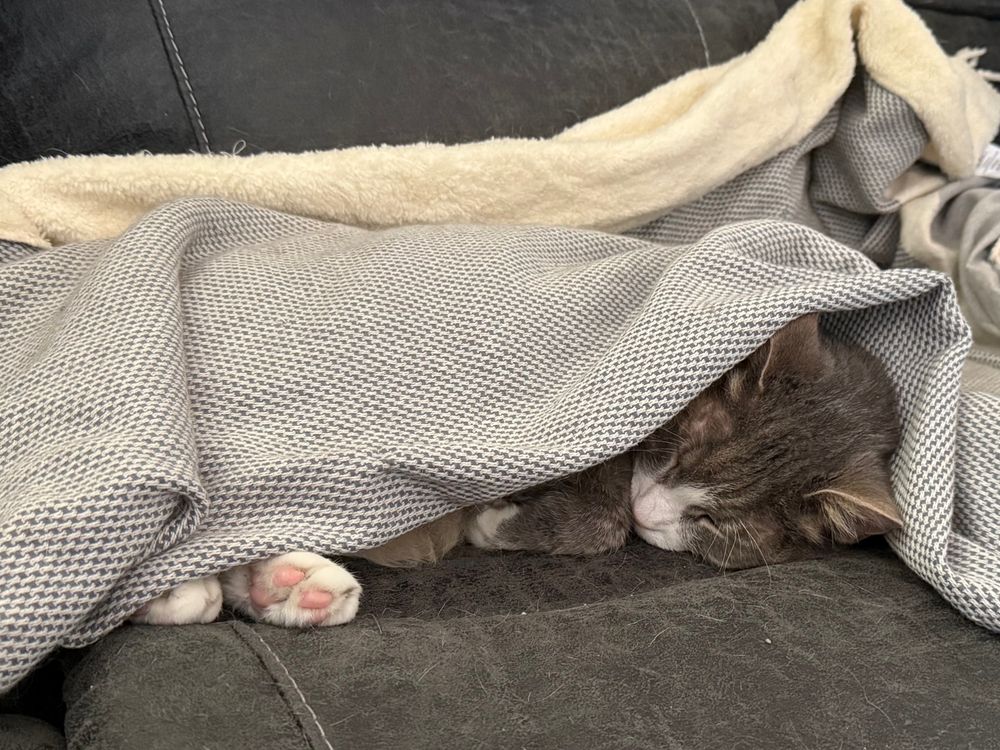 A grey and white tabby cat napping under a blanket, with his head, ears, and hind feet poking out of the side of the blanket.
