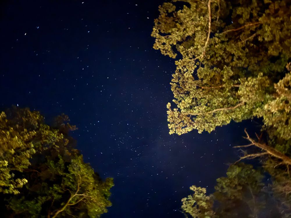 The night sky and some trees