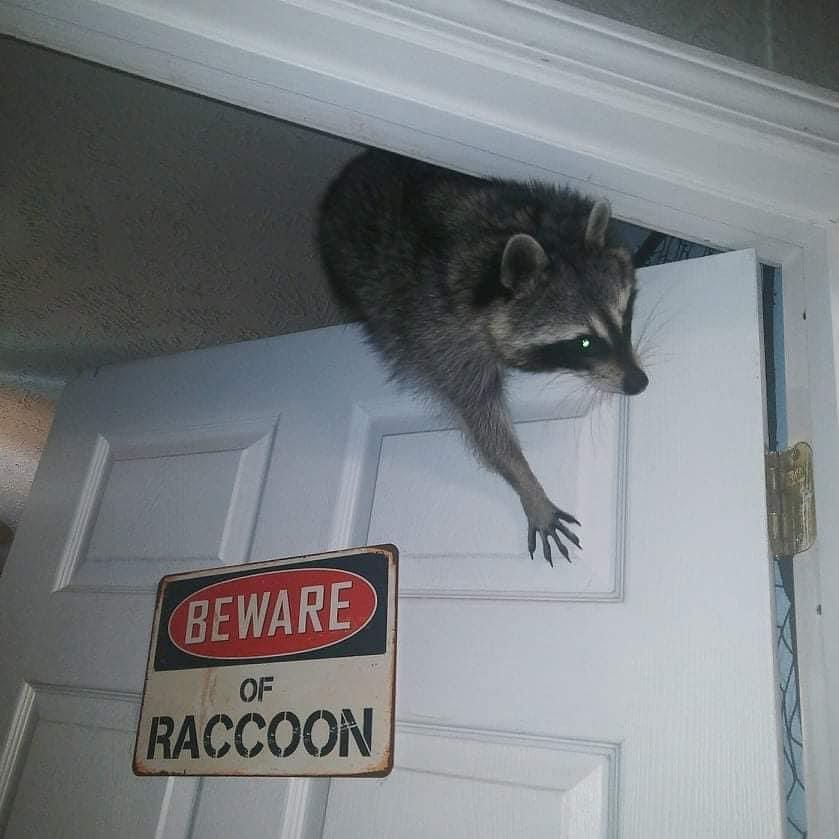 Beware of Raccoon
