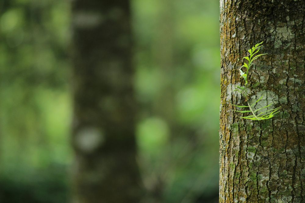 Fotografía De Enfoque Superficial De Tronco De árbol Marrón