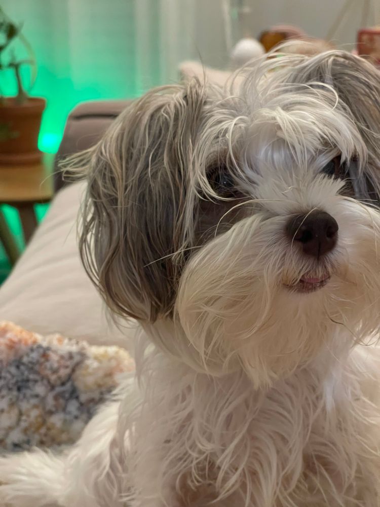 My pup Clara being cute while she watches me crochet. 