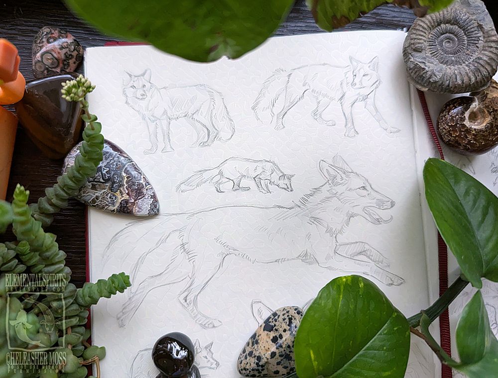 A group of fox sketches in various poses.