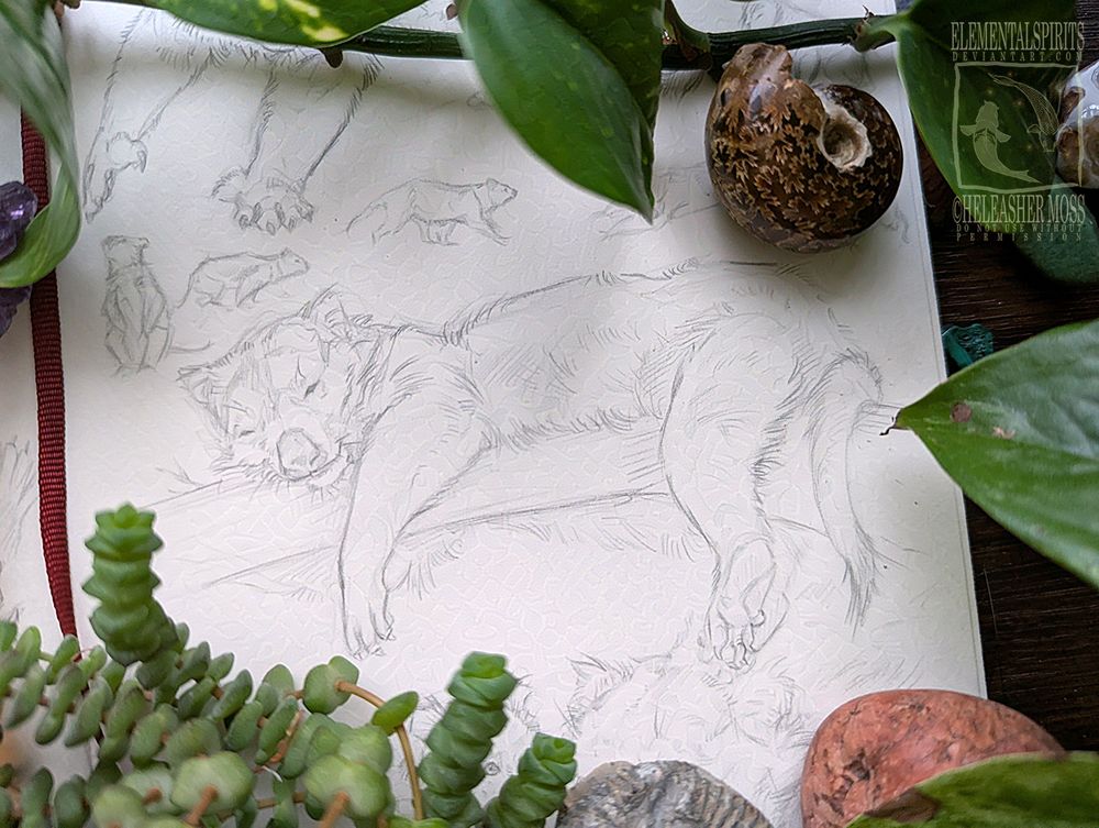 Sketch of thylacoleo sleeping in a tree.