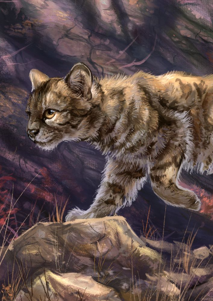 Recent: A crop of an Andean Mountain Cat