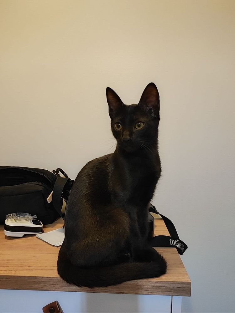 A imagem mostra um gato preto, filhote, em cima de um balcão em frente a uma parede branca.