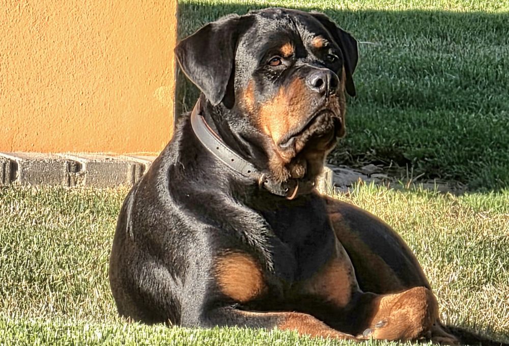 A rottie lying in the garden on the grass, with the sun on her face. Her name is Ella