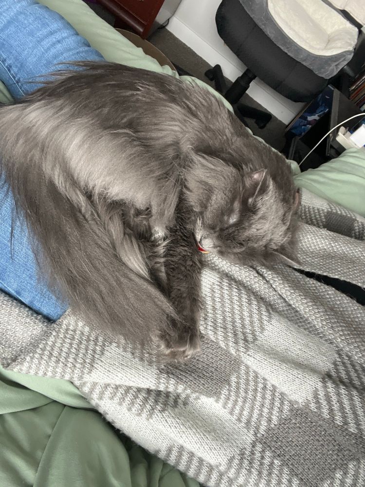 My cat (nebelung) curled up sleeping on my lap 