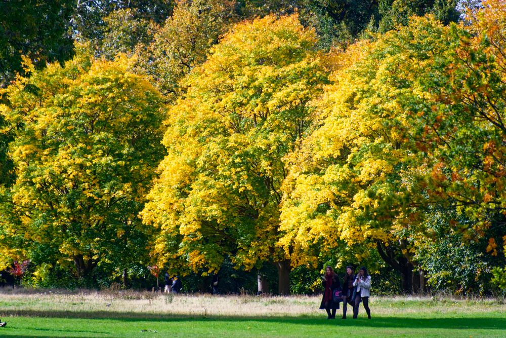 Three trees with yellow leaves stands among a pitch of grass with many of its fallen leaves. There is a path in front of the grass upon which three people are walking.