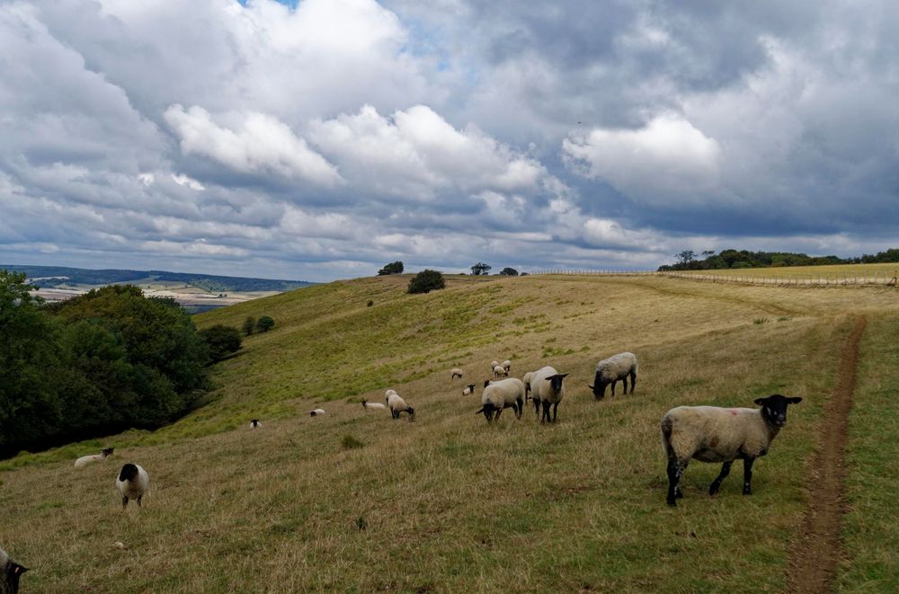 A flock of sheep in a brown-green field of grass. Lots of clouds in the sky, and a path just to the right of the frame.