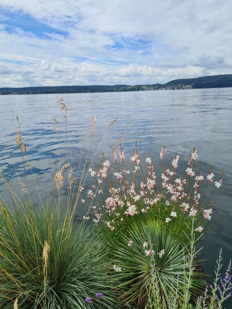 Blick auf den ruhigen Bidensee. Im Vordergrund am Ufer rechts eine Blume mit weiß-/rosa Blüten und Gräser