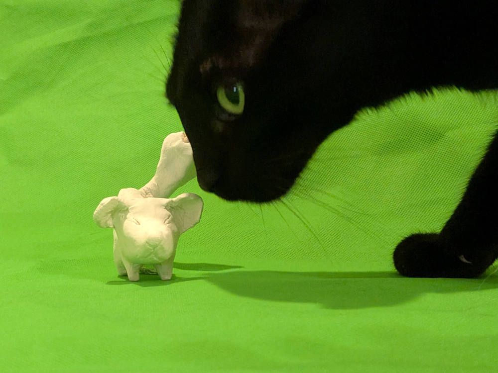 Shadow, a black cat, leans down to sniff at a small, clay rodent in front of a green screen
