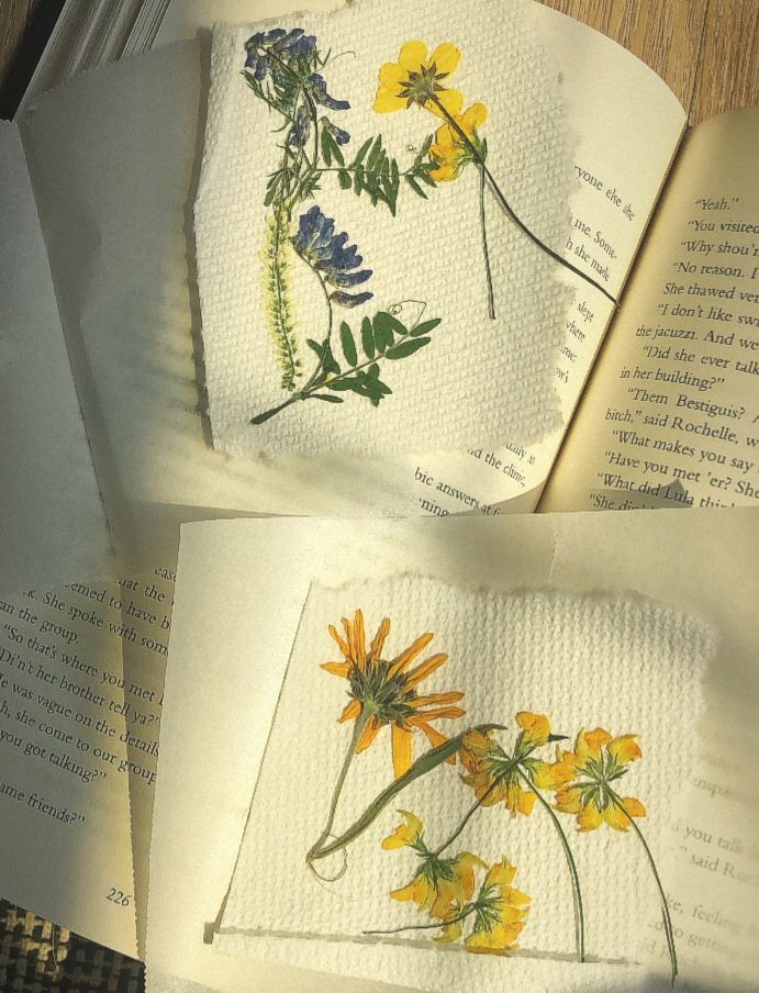 Flattened and pressed, yellow and purple flowers lying on top of paper towel and parchment paper, ontop of pages of a book. 