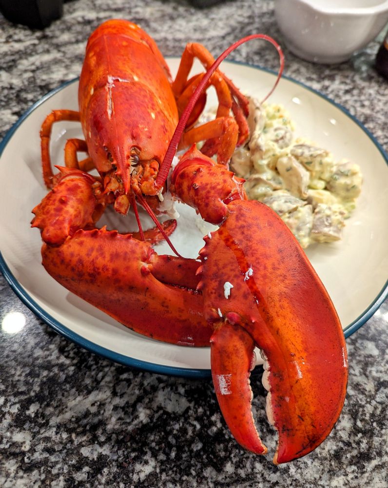 A large cooked Atlantic lobster site on a dinner plate with some potato salad.