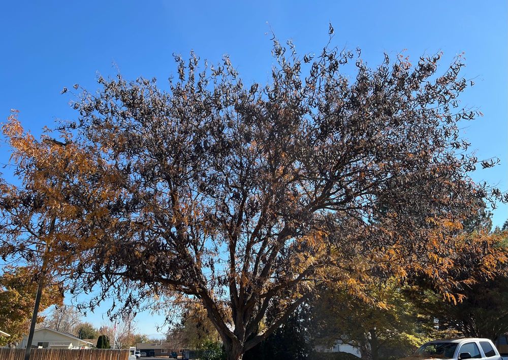 Wide shot of a large locust tree with most of the yellow leaves gone, and the branches absolutely full of brown pods. A bright blue sky is vibrant behind the tree. 