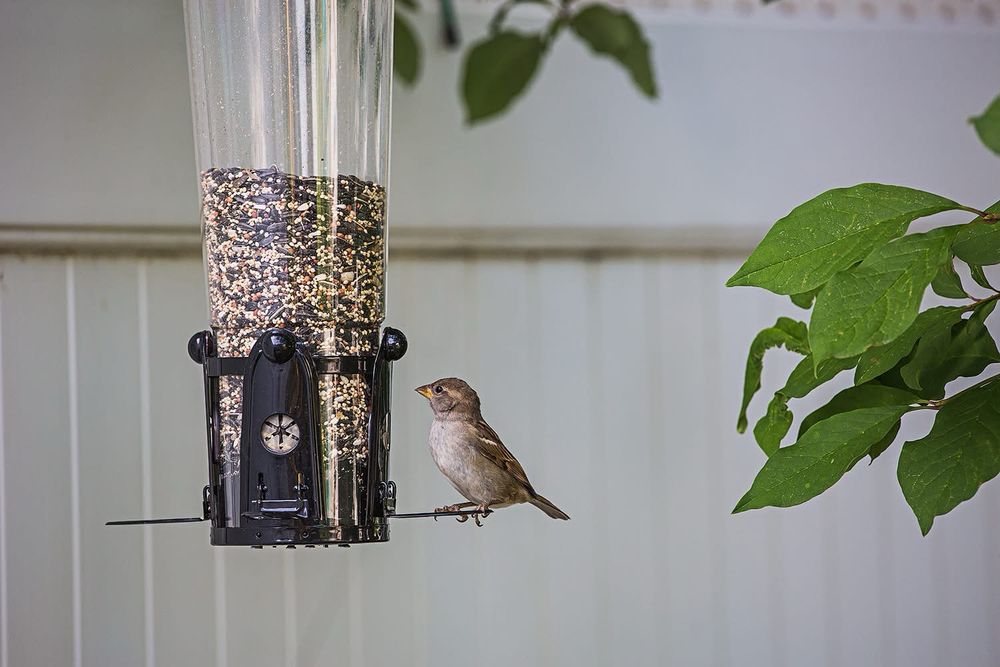 A bird at a bird feeder,white fence in background, leaves on right side and top of the frame. 
