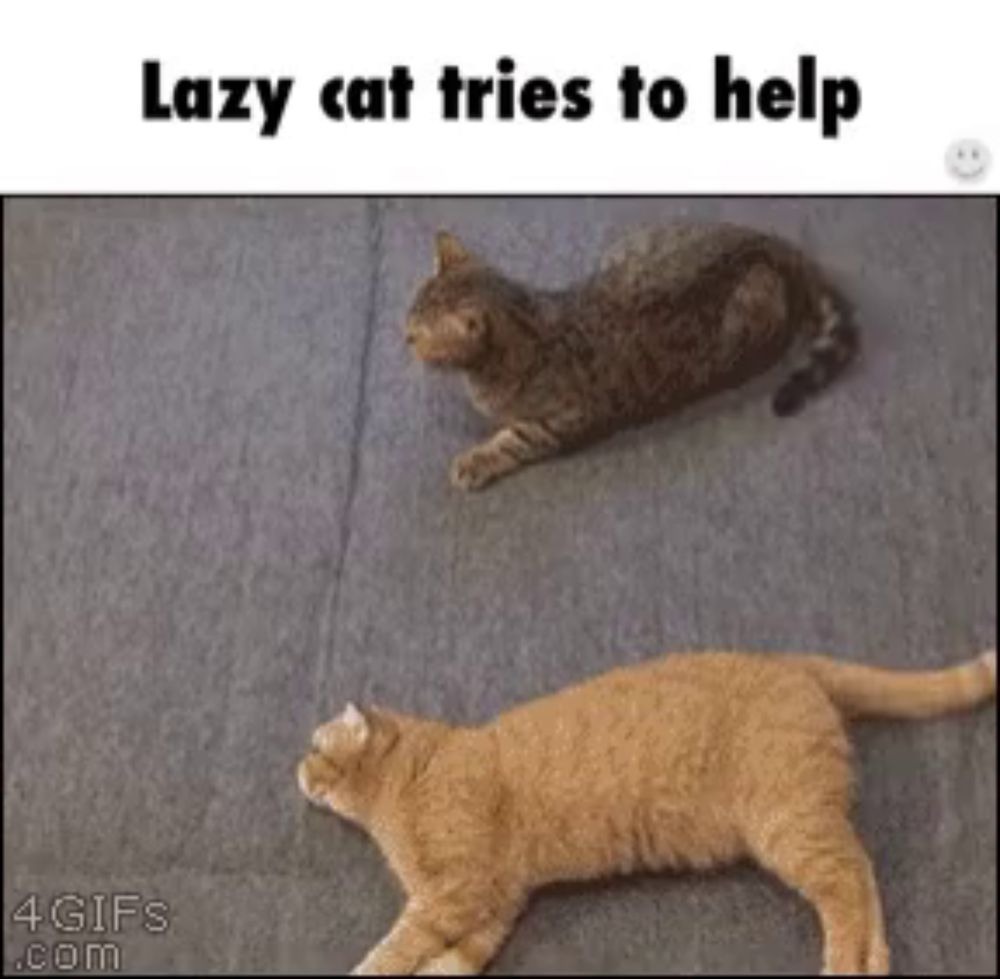 a lazy cat tries to help another cat that is laying on the floor