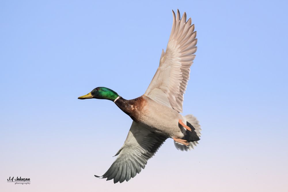 Male mallard duck in flight during late afternoon. 