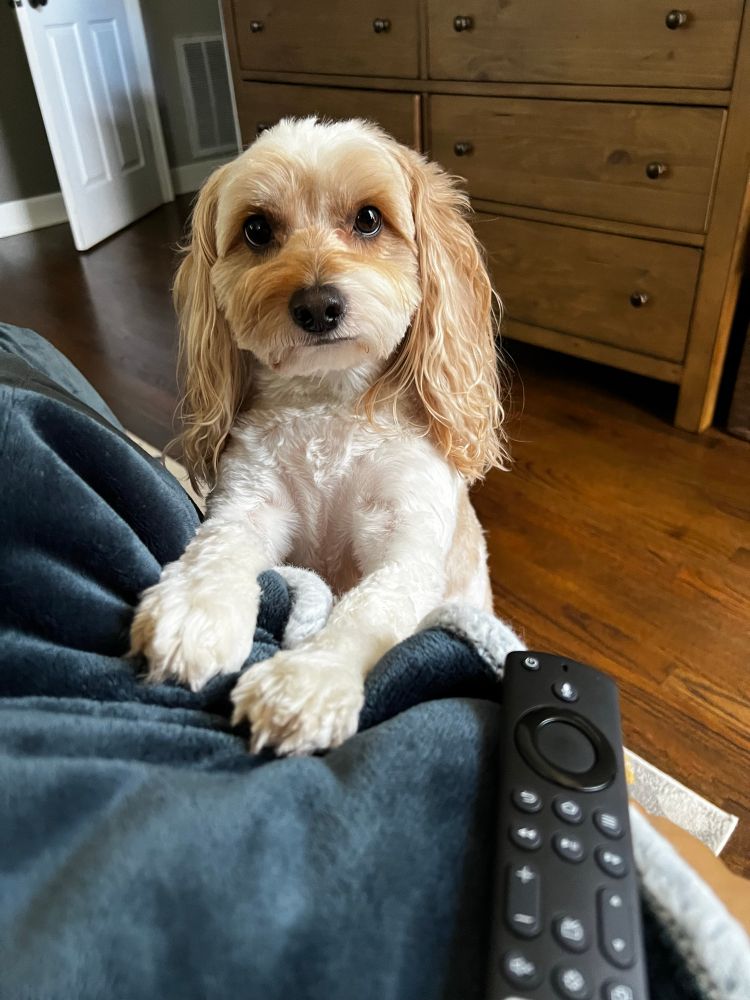 Adorable white & apricot colored Cavapoo dog 