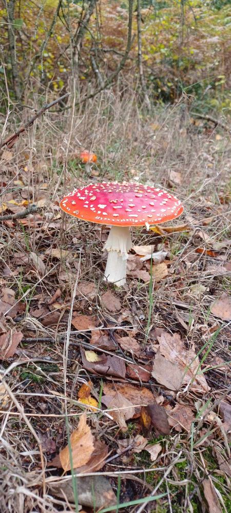 Foto eines märchenhaften Fliegenpilzes, den ich auf der Hunderunde entdeckt habe