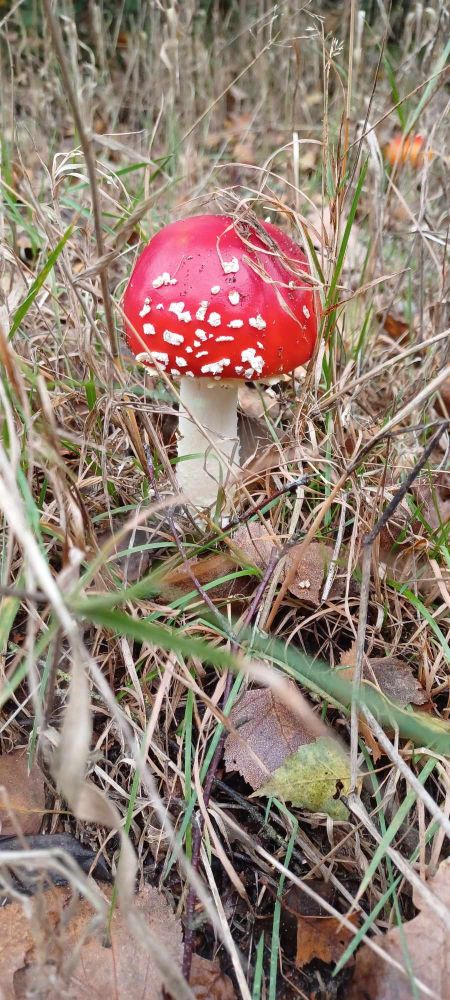 Foto eines weiteren märchenhaften Fliegenpilzes, den ich auf der Hunderunde entdeckt habe