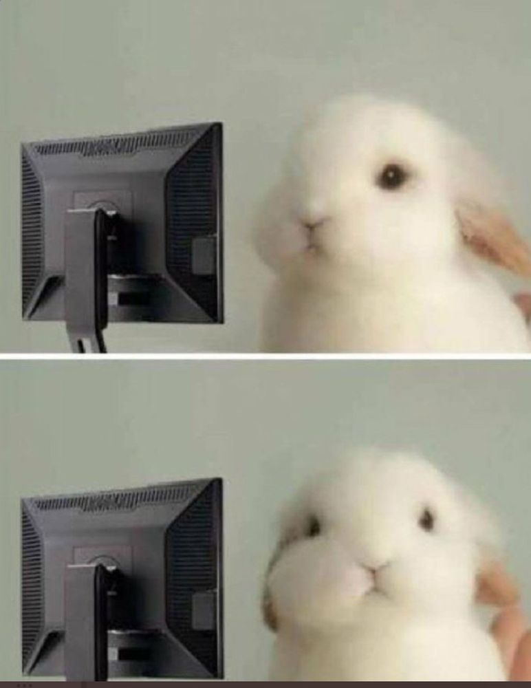 süßes weißes Häschen guckt ratlos in einen Monitor