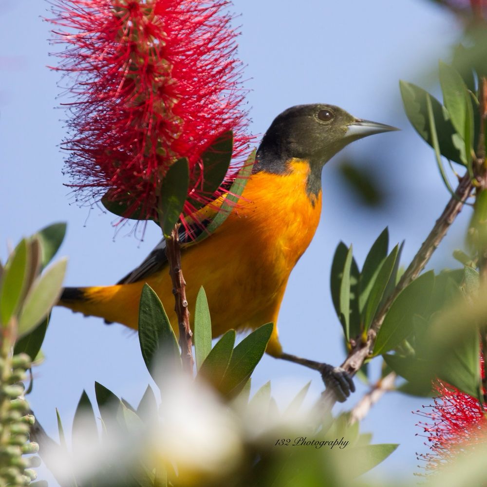 Baltimore oriole in a bushy tree thing in south Texas. 