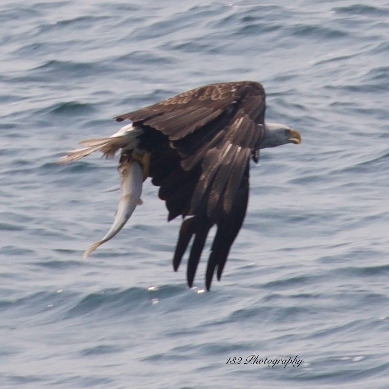 A bald eagle just over the waters of Lake Superior holding a sizable fish