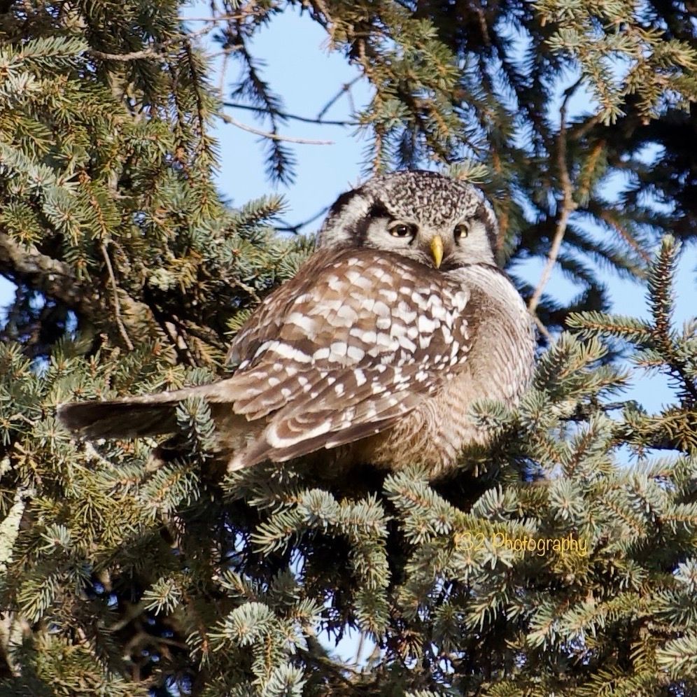 Northern hawk owl in a pine tree. 