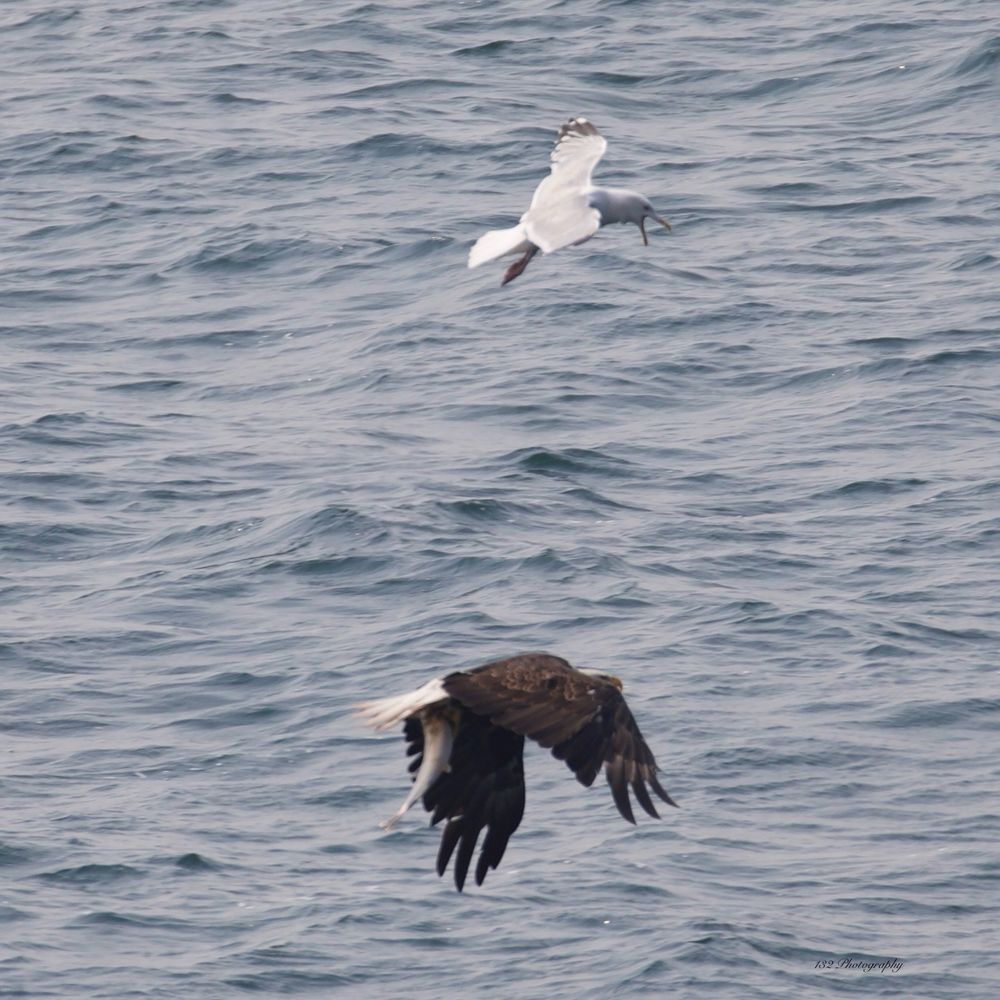 A gull above a Bald Eagle pestering in hopes of getting the eagle’s catch. 