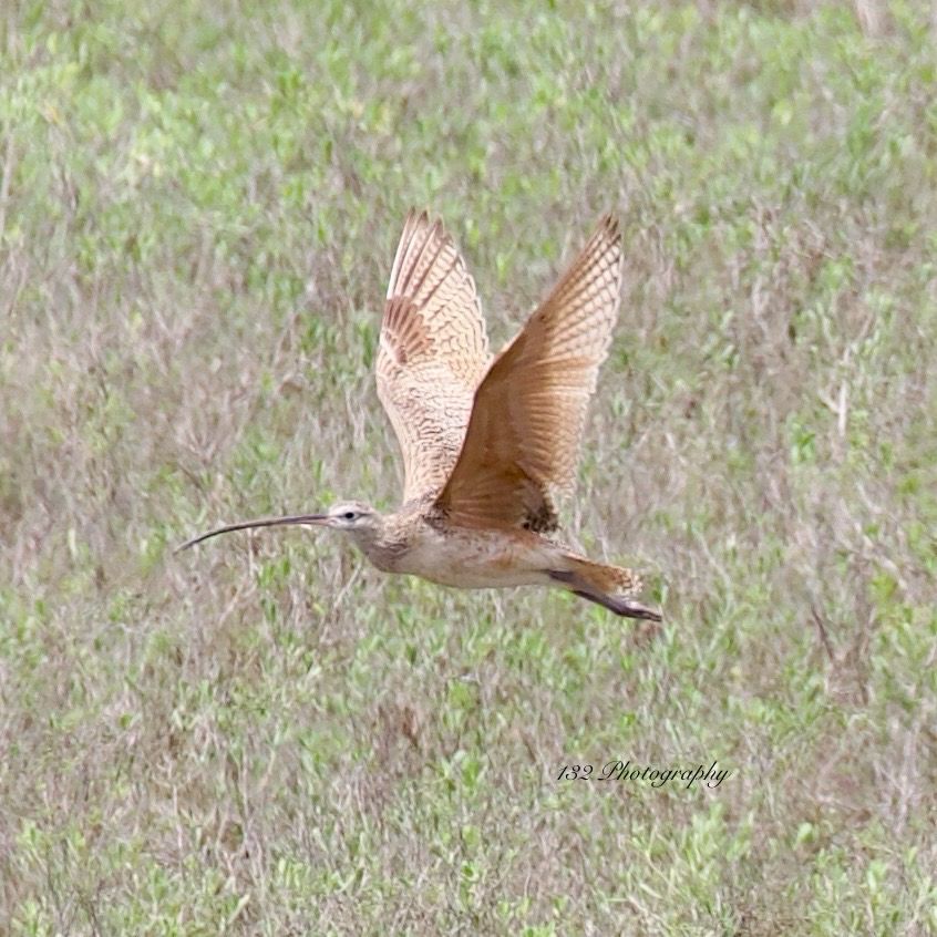 A medium large brown bird in flight. It has a long slightly downturned bill that makes it look like a flying needle-nose pliers
