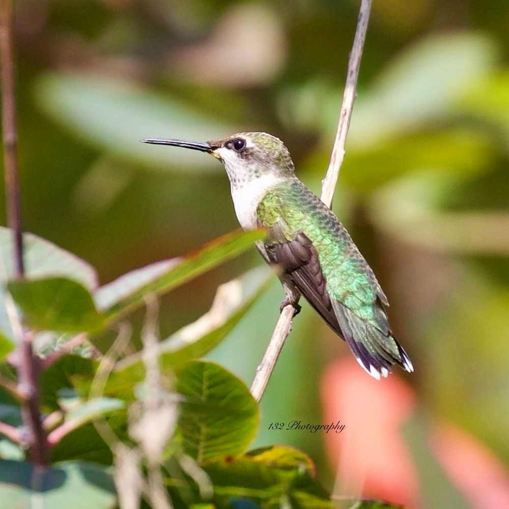 A wee green backed bird perched on a small twig. It stares blankly off at something seemingly in the distance probably contemplating the rapture or pretty flowers. Who knows what they think about but it’s probably spectacular. 