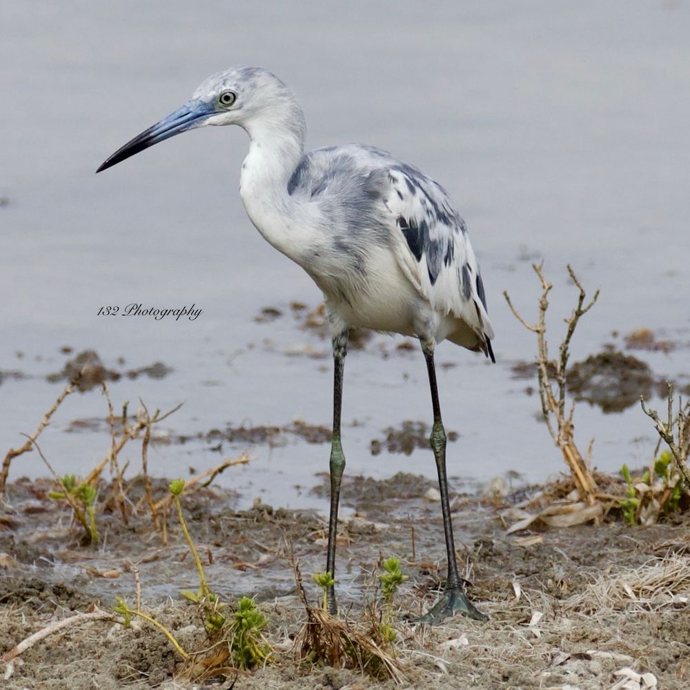A white heron with blue splotches standing on the edge of the ocean bay. It has a certain none thoughts look to it. 