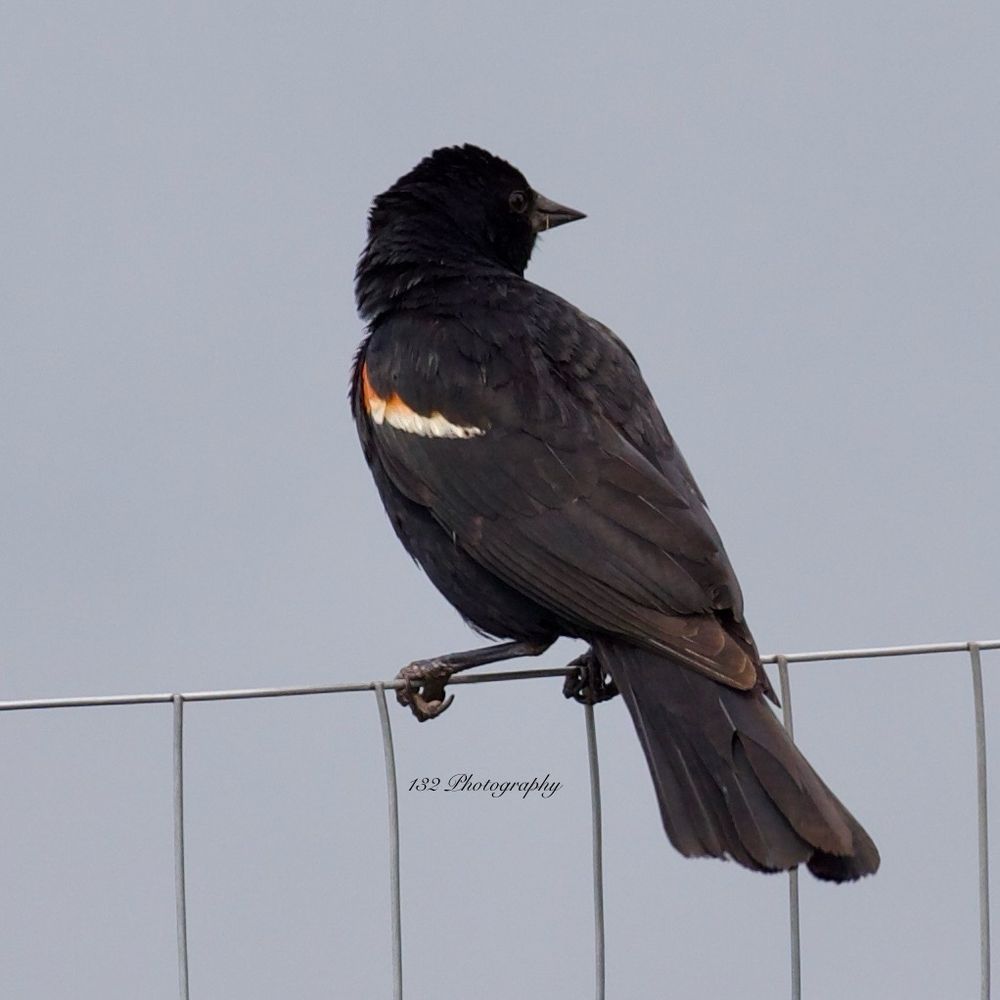 A non breeding male red-winged blackbird on a silver metal wire fence in front of a gray blue background