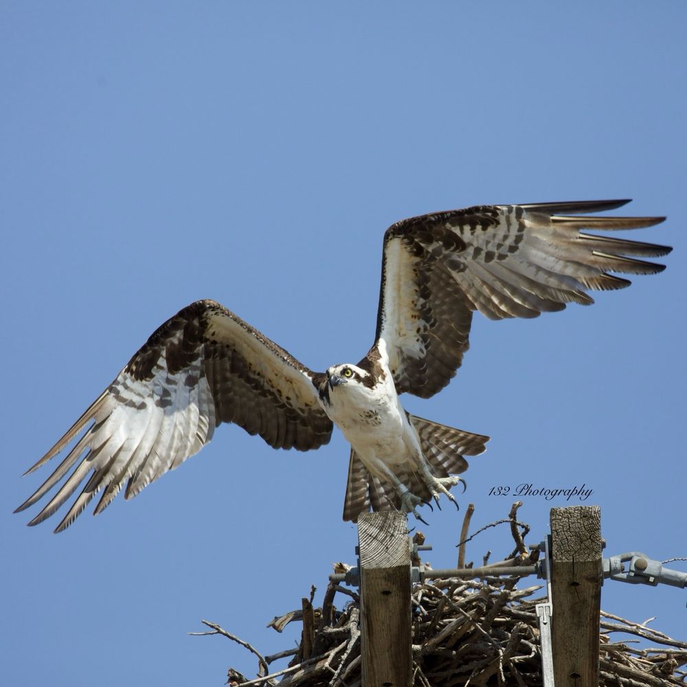 A large white and brown bird with its huge wings spread wide as it takes off from its nest atop a power pole. 