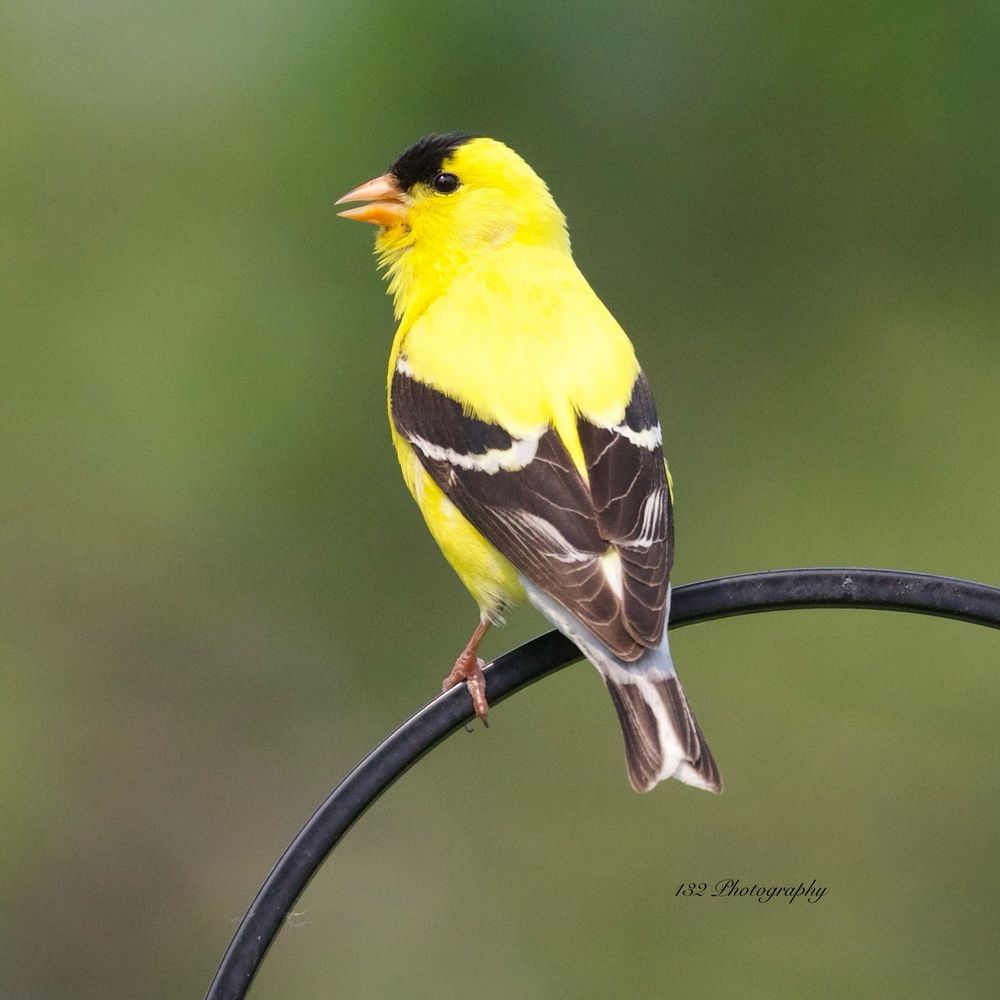 A goldfinch standing on a feeder yelling YELLOW ALERT 