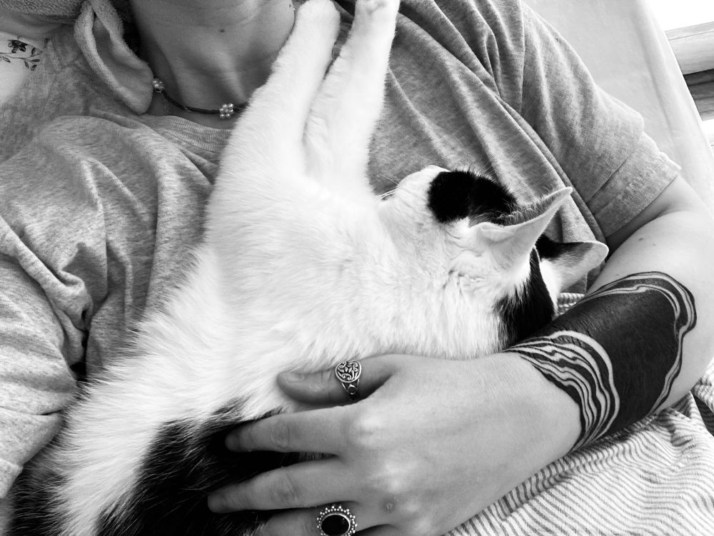 mon chat 
il s’appelle Le Chat 
Original 
pour un chat 