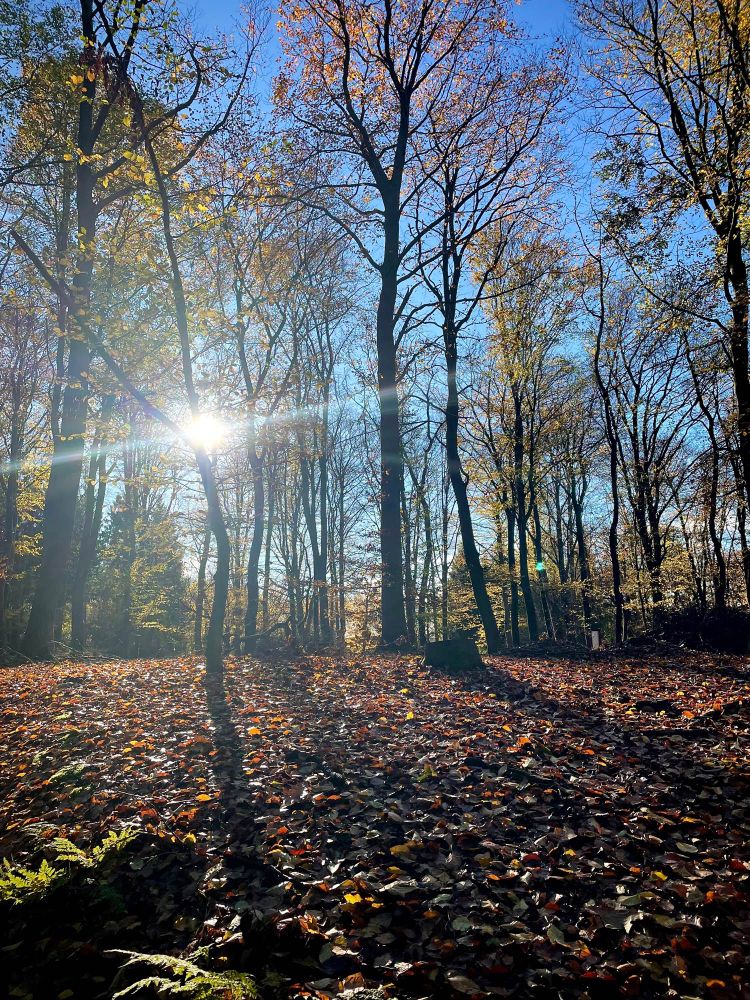 Die Sonne scheint durch Herbstwald.