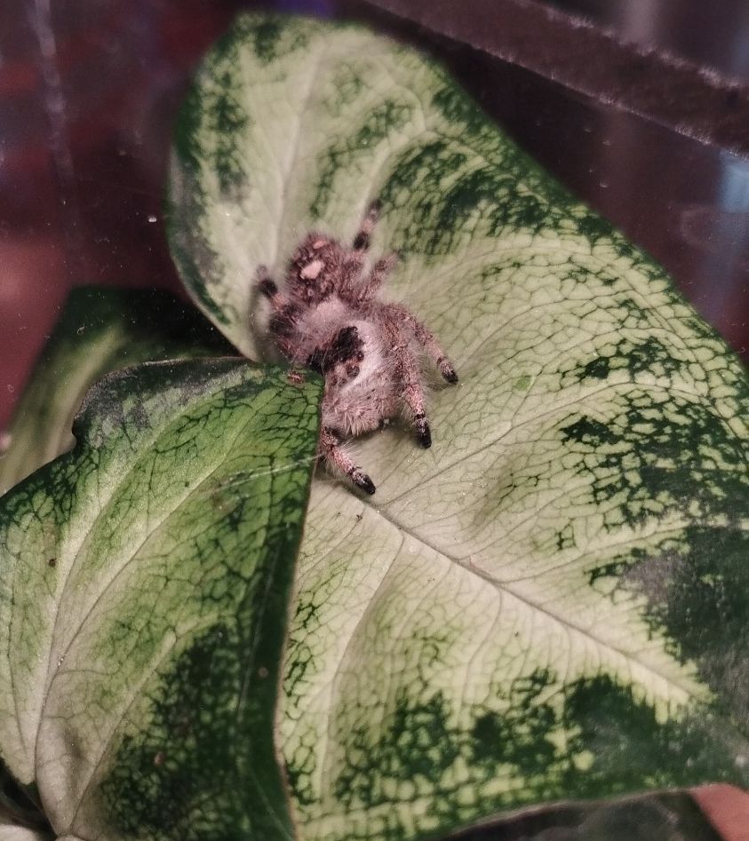 Springspinne schaut in Richtung des Betrachters. Sie sitzt auf einem Blatt und wird durch ein zweites zum Teil verdeckt