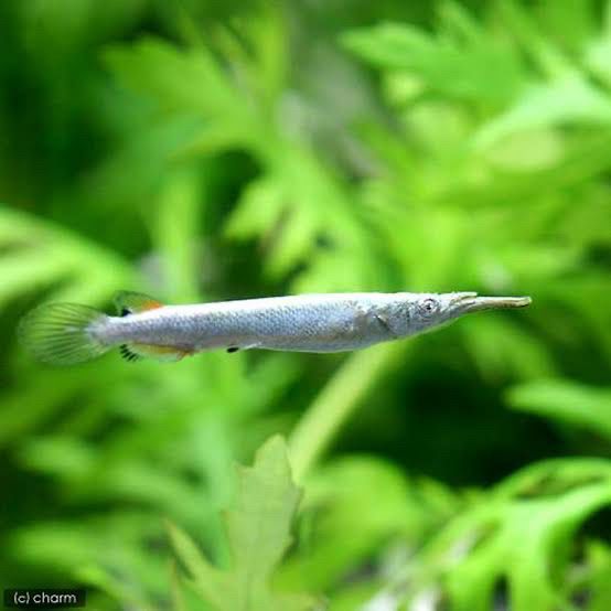 ゴールデンデルモゲニーの写真。
https://www.shopping-charm.jp/product/2c2c2c2c-2c2c-2c2c-2c2c-313433303436
から引用