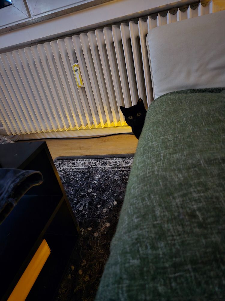 Corner of a living room at dusk. A black cat is peeking around the corner of a sofa, looking at the viewer. She is silhouetted against the yellow-lit ground.