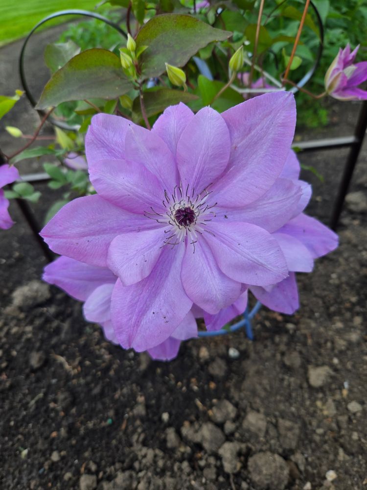 Light purple clematis flower in full bloom.