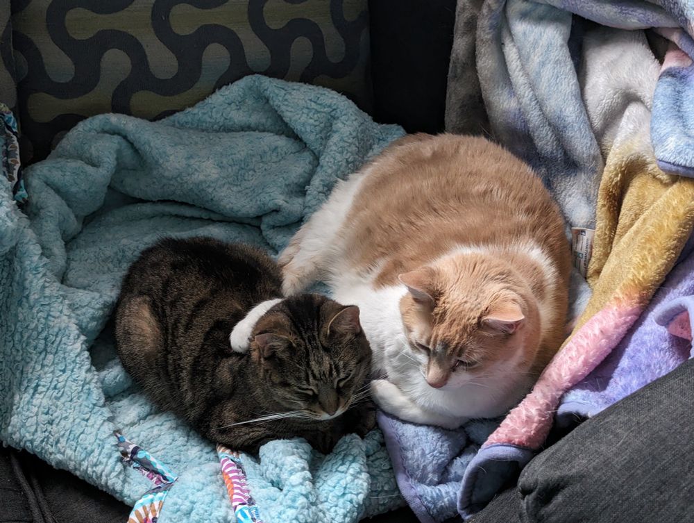 A tabby cat and an orange-and-white cat cuddling together on a couch with soft blankets under them. The orange-and-white cat has his paw around the tabby cat. 
