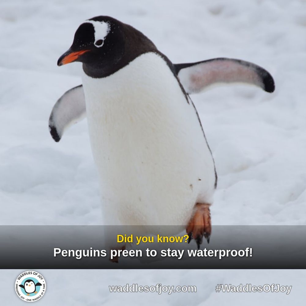 Penguin fact: Penguins preen to stay waterproof!
