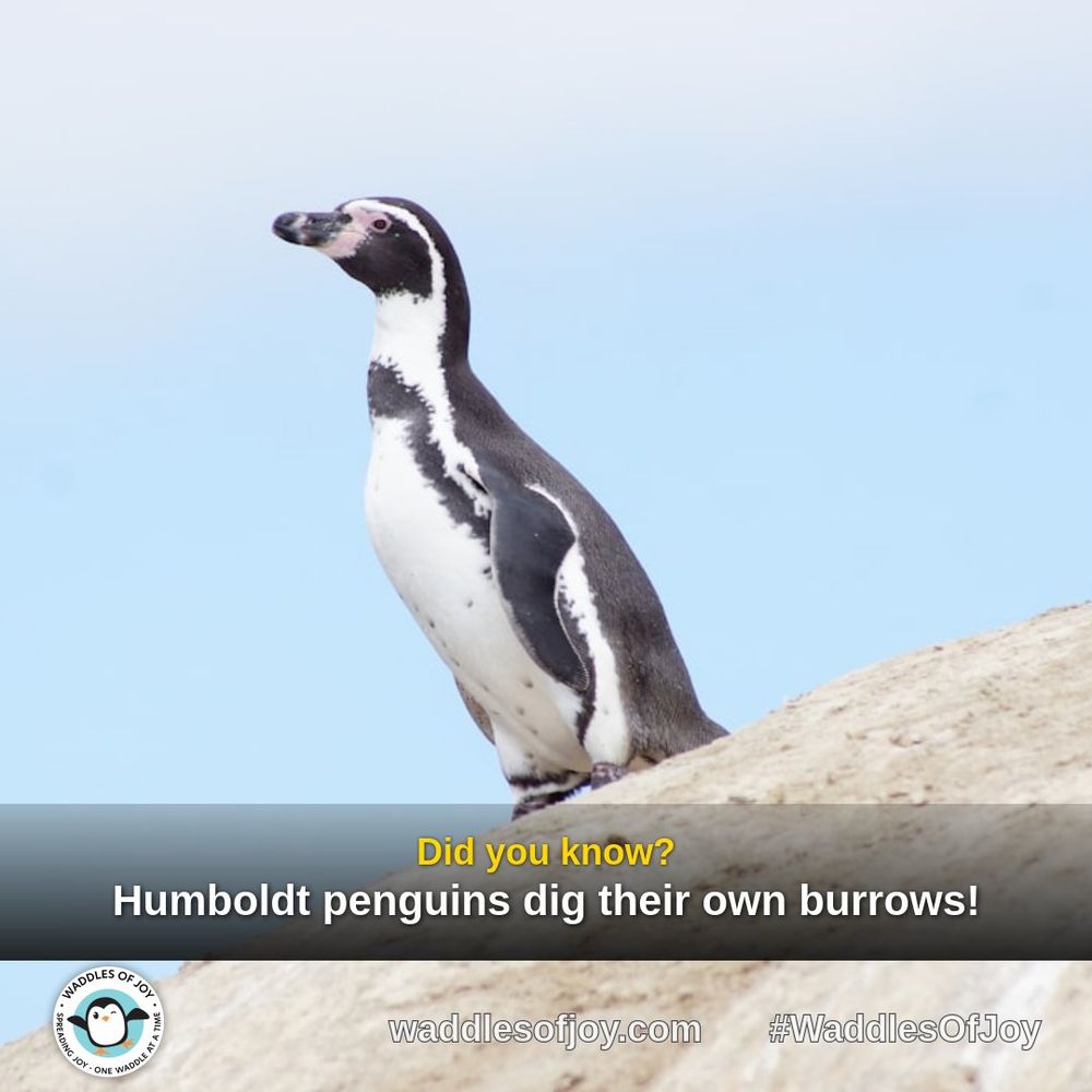 Penguin fact: Humboldt penguins dig their own burrows!