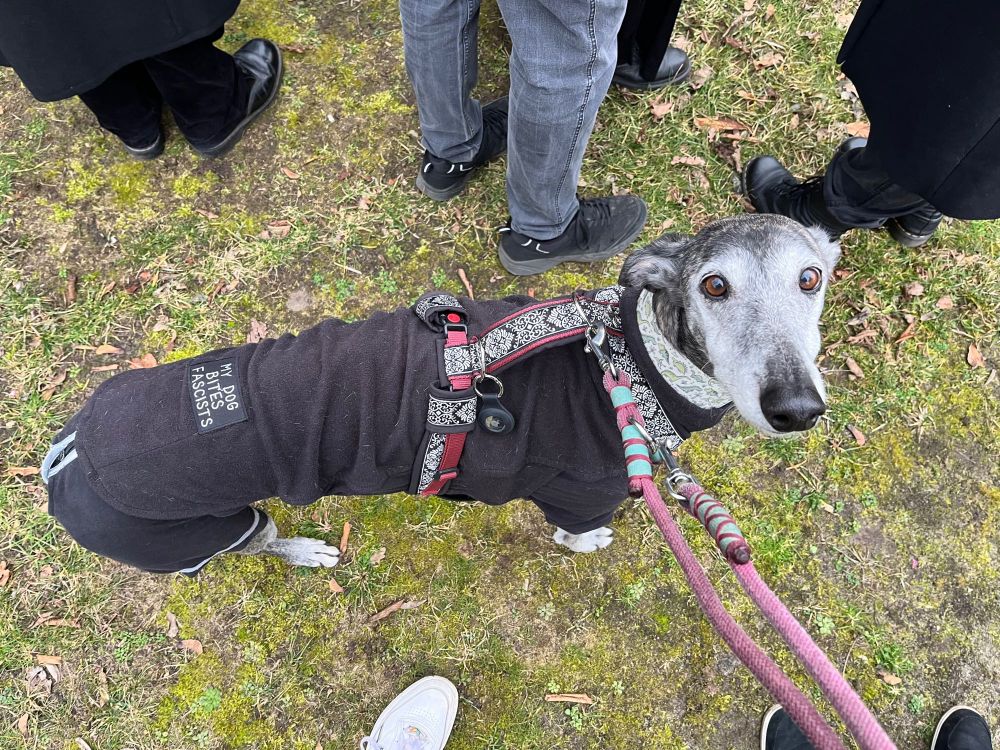 Windhund steht auf einer Wiese. Um ihn herum stehen einige Menschen. Er wird von oben fotografiert und schaut in die Kamera. Er trägt einen schwarzen Jumper mit der Aufschrift „My dog bites fascists“.